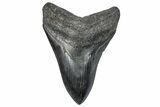 Fossil Megalodon Tooth - South Carolina #288229-1